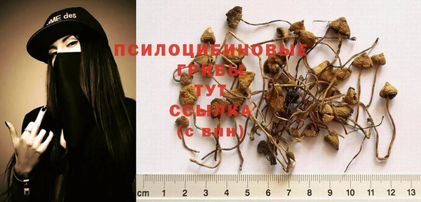 шишки Аркадак